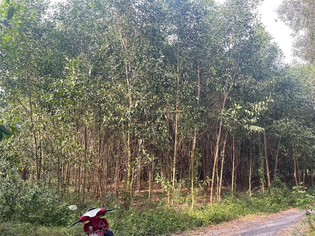 Chủ gửi bán 1.150m2 đất cln 1/hùng vương 200m