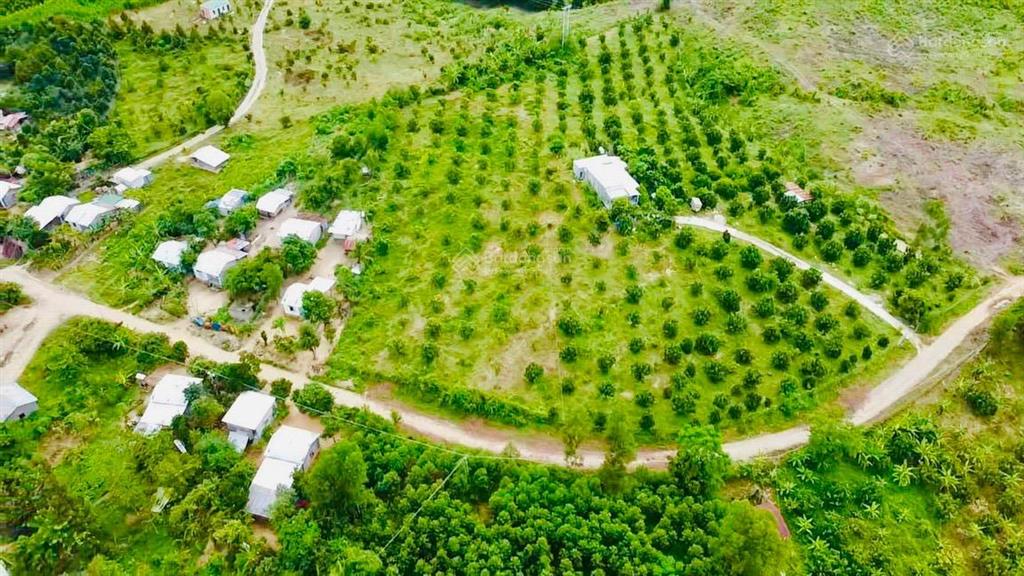 Bán gấp đất triền đồi vườn bưởi siêu đẹp  thích hợp xây biệt thự nghỉ dưỡng  chỉ 485 triệu