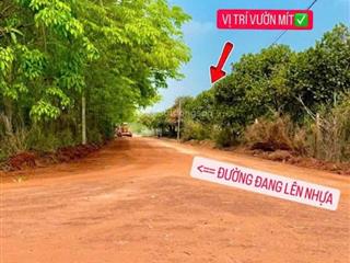 1000m2 vườn mít. mặt tiền 60 mét. đang cho thu trái, bằng phẳng 150 triệu bao sang tên