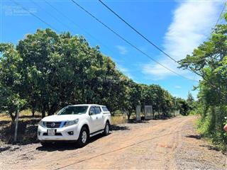 Vườn bưởi góc 2 mặt tiền gần đường tỉnh 753 bán nhanh 315 triệu vì ko chăm sóc nổi