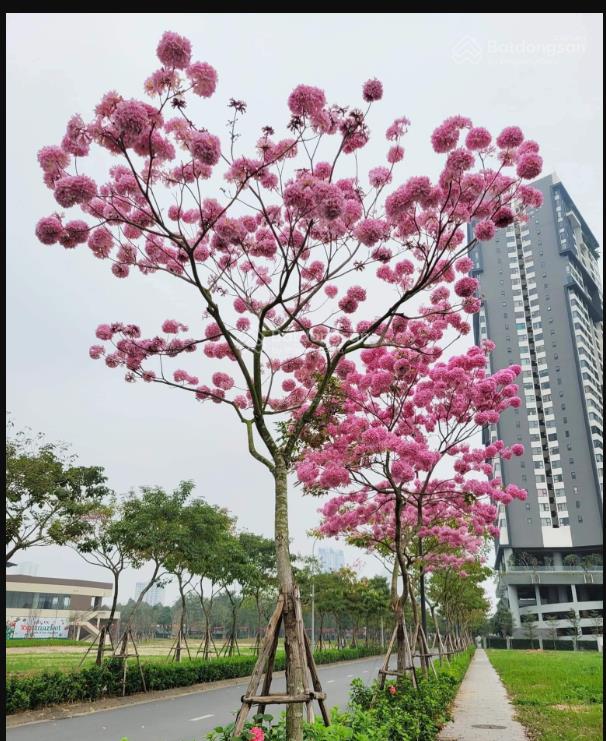 Cập nhật quỹ căn đang bán giá rẻ nhất tại chung cư park kiara  kđt parkcity hà nội.  0968 450 ***
