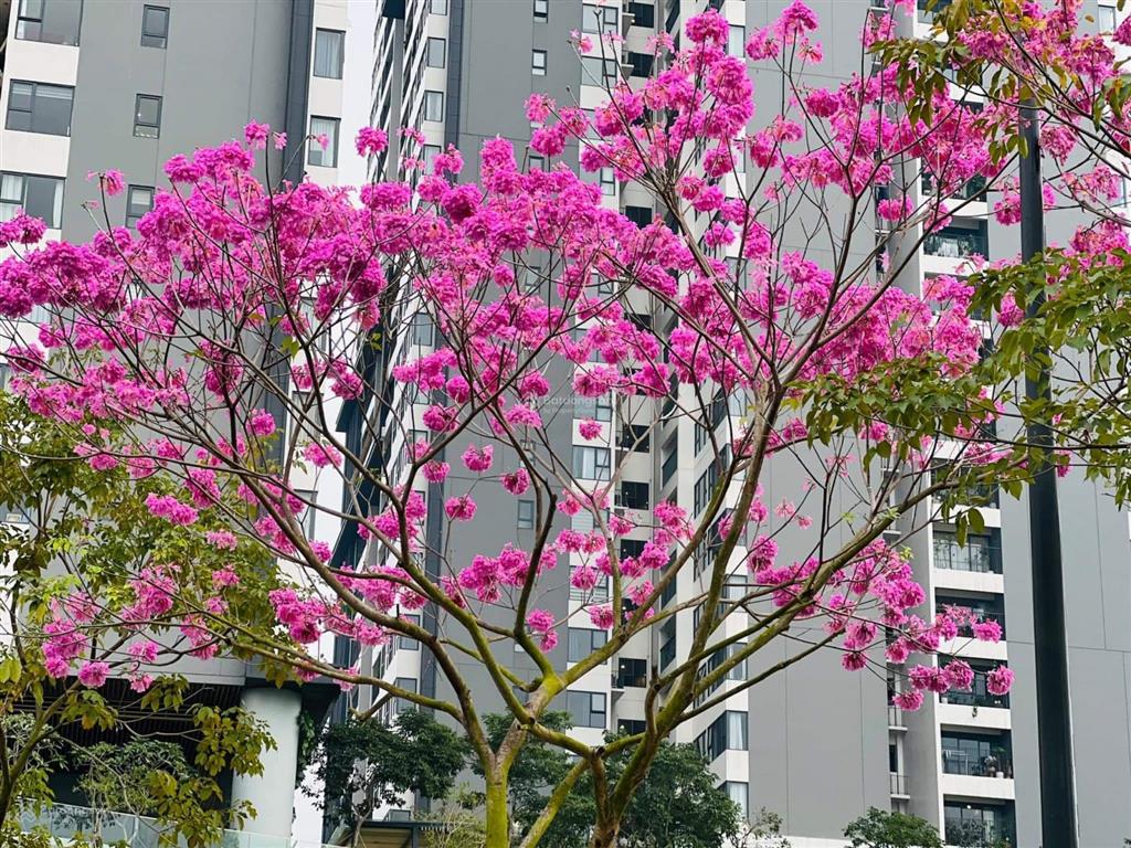 Cập nhật quỹ căn đang bán giá rẻ nhất tại chung cư park kiara  kđt parkcity hà nội.  0968 450 ***