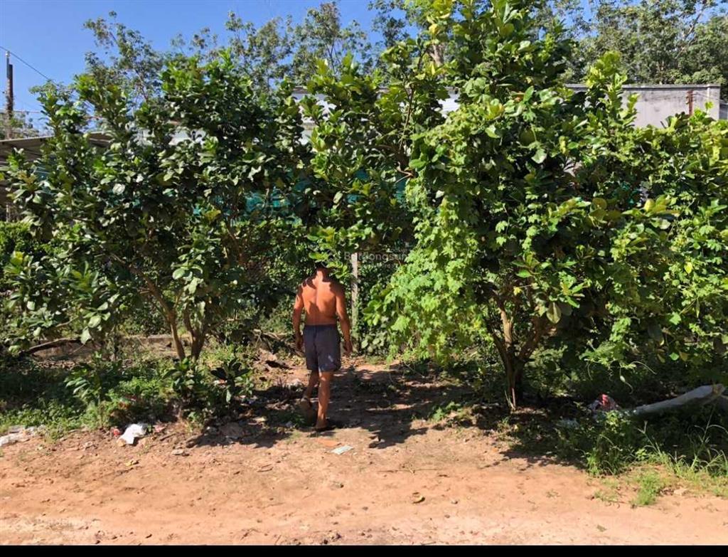 Cho thuê nhà 2 mt đường nhựa  14,3x 36,8 nở hậu 15,8 m  dt 557,5m2 (2 sổ) giá 3tr/th