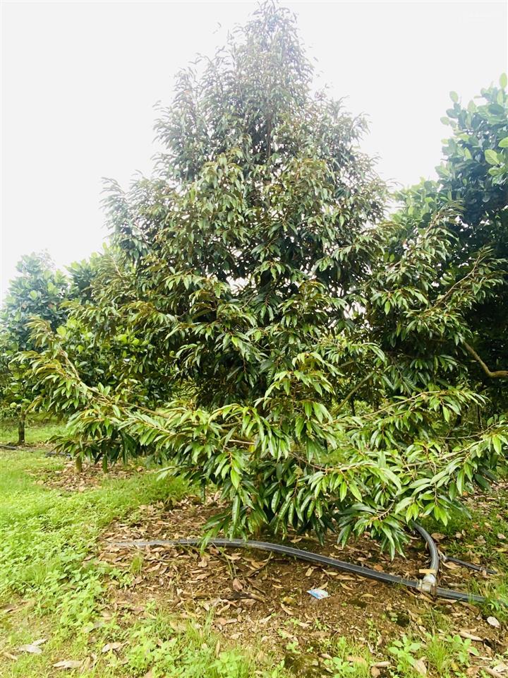 Bán vườn sr và mít cho thu 1,6 mẫu tại phú thịnh, giá siêu hời