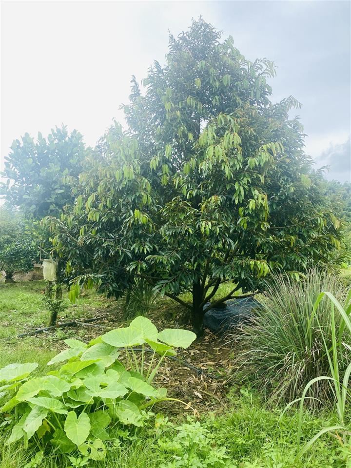 Bán vườn sr và mít cho thu 1,6 mẫu tại phú thịnh, giá siêu hời