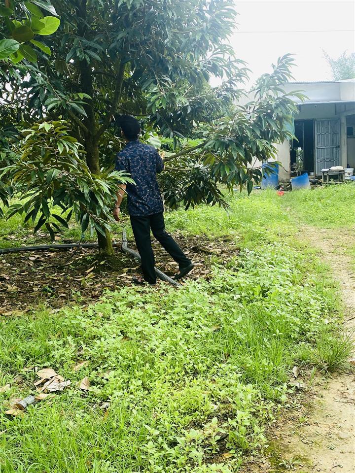 Bán vườn sr và mít cho thu 1,6 mẫu tại phú thịnh, giá siêu hời