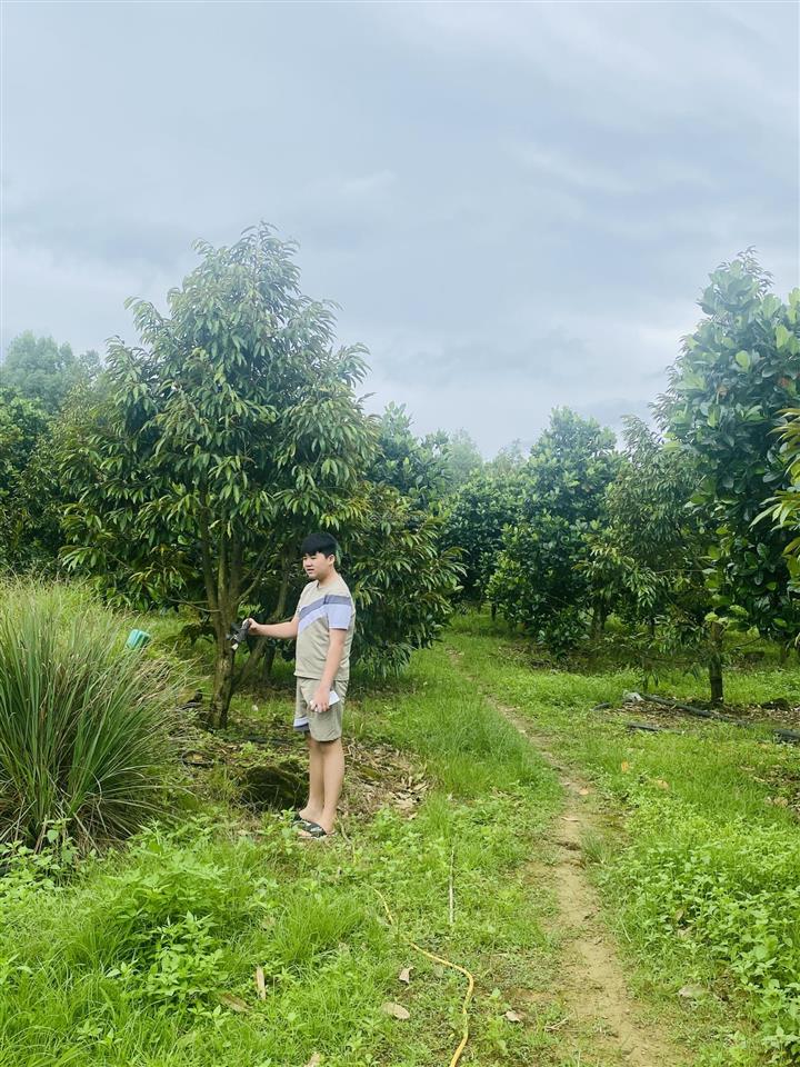 Bán vườn sr và mít cho thu 1,6 mẫu tại phú thịnh, giá siêu hời