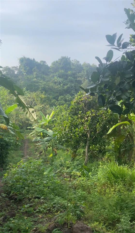 Bán 6,6 sào view nghỉ dưỡng tại bầu môn p. hàng gòn đồng nai. giá rẻ đầu tư