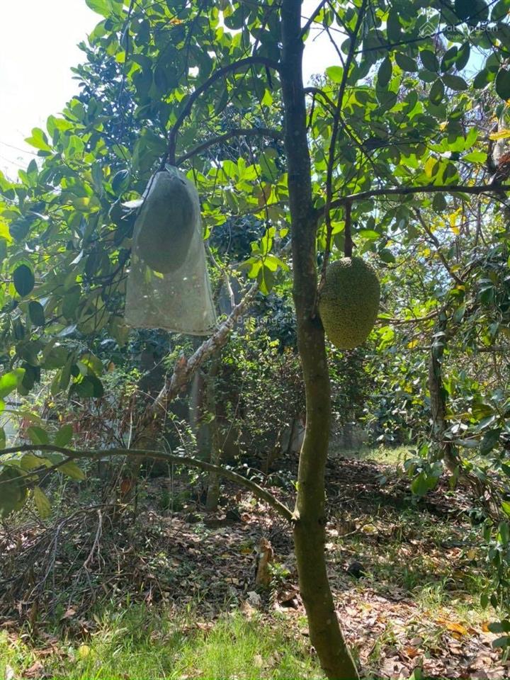 Bán 3,5 sào mt bê tông tại xã phú lộc cách nhựa 50m thông thương