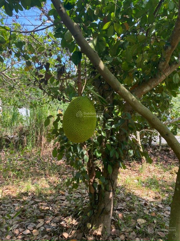 Bán 3,5 sào mt bê tông tại xã phú lộc cách nhựa 50m thông thương