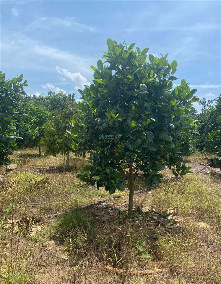 Bán 3,5 sào mt bê tông tại xã phú lộc cách nhựa 50m thông thương