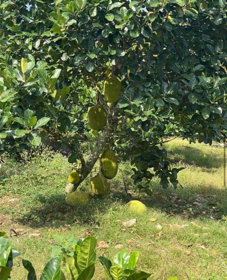 Bán 3,5 sào mt bê tông tại xã phú lộc cách nhựa 50m thông thương