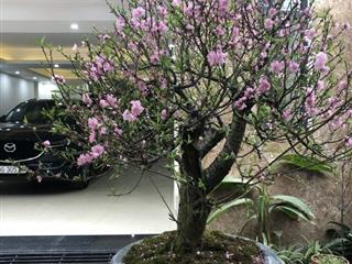 Bán nhà Võ Thị Sáu dt 90m2, 3t, mt 7m, ô tô tránh kinh doanh.
