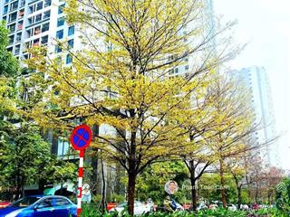 Biệt thự khu vip lưu hữu phước mỹ đình 1 ( nguyễn cơ thạch) dt 136m x5 tầng, mt 10m
giá 4x tỷ