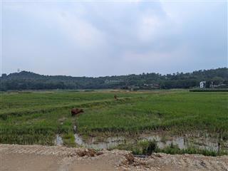Tôi cần bán gấp mảnh đất diện tích 4736m2 tại thôn nhân lý, xã xuân sơn, thị xã sơn tây