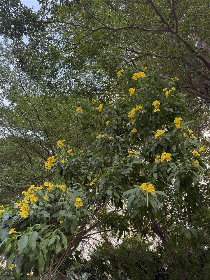 Nhà mặt phố vũ lăngquang laiđường 4 làn ô tôvỉa hè 7m78m 22,25 tỷcạnh nhiều chung cư techco