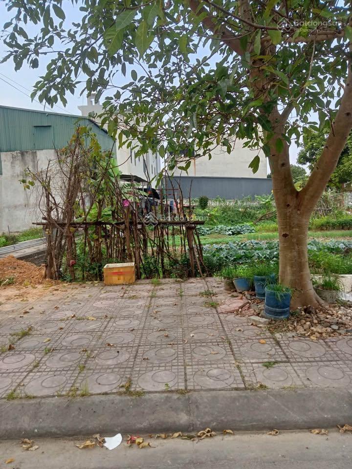 Bán lô giãn dân chè, liên bão  mặt tiền khủng 6.5m giá nhỉnh 4 tỷ