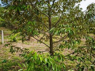 Bán đất + vườn sầu riêng, 10000m có 150m mặt tiếm đường nhụa giá 3,7tỷ