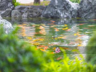 Giỏ hàng chuyển nhượng cắt lỗ giá tốt căn 2pn2wc 2,7 tỷ, 2pn+1 70m2 3,2 tỷ tại the origami vhgp q9