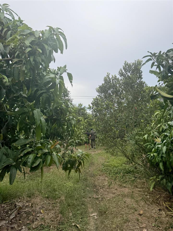 Bán đất mặt tiền nguyễn hữu kiến, tân thuận tây, cao lãnh, đồng tháp, giảm sâu 4,8 tỷ, 2433,5 m2