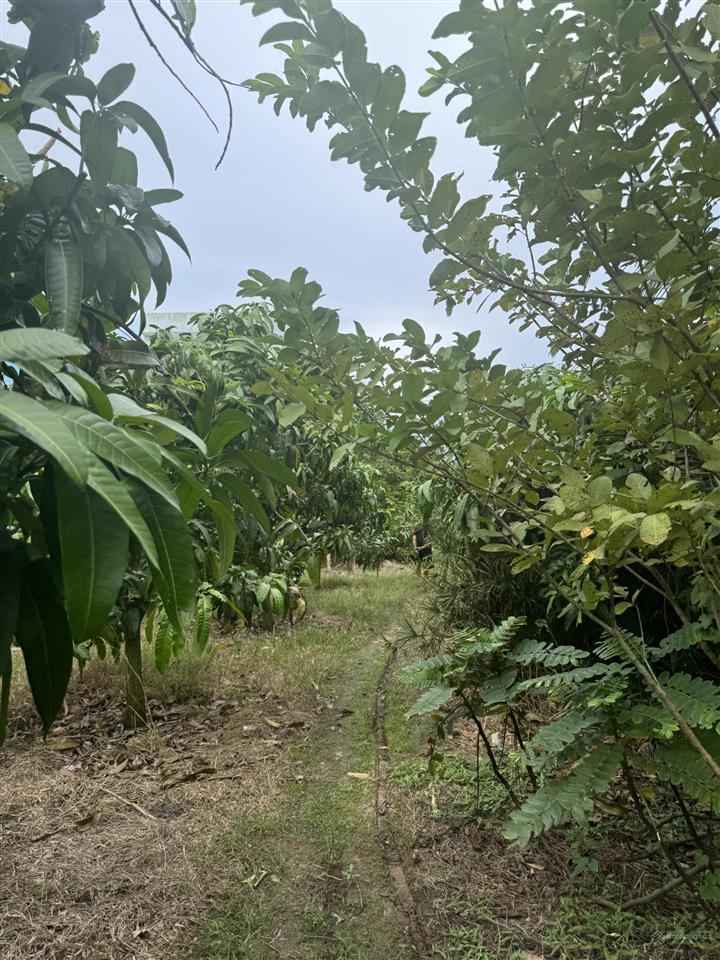 Bán đất mặt tiền nguyễn hữu kiến, tân thuận tây, cao lãnh, đồng tháp, giảm sâu 4,8 tỷ, 2433,5 m2