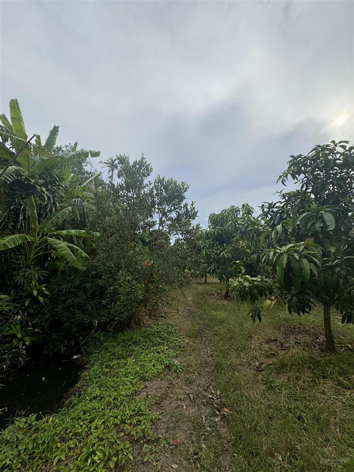 Bán đất mặt tiền nguyễn hữu kiến, tân thuận tây, cao lãnh, đồng tháp, giảm sâu 4,8 tỷ, 2433,5 m2