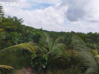 Bán Đất Vườn Cây Ăn Trái Xã Hòa Long, Đồng Tháp. DT 44000m2, SHR, Giá 22 Tỷ.