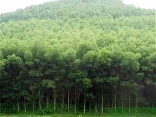 Bán trang trại trồng rừng và cây cn xã phan tiến, bắc bình, bình thuận, giá siêu hời 65 tỷ, 240ha