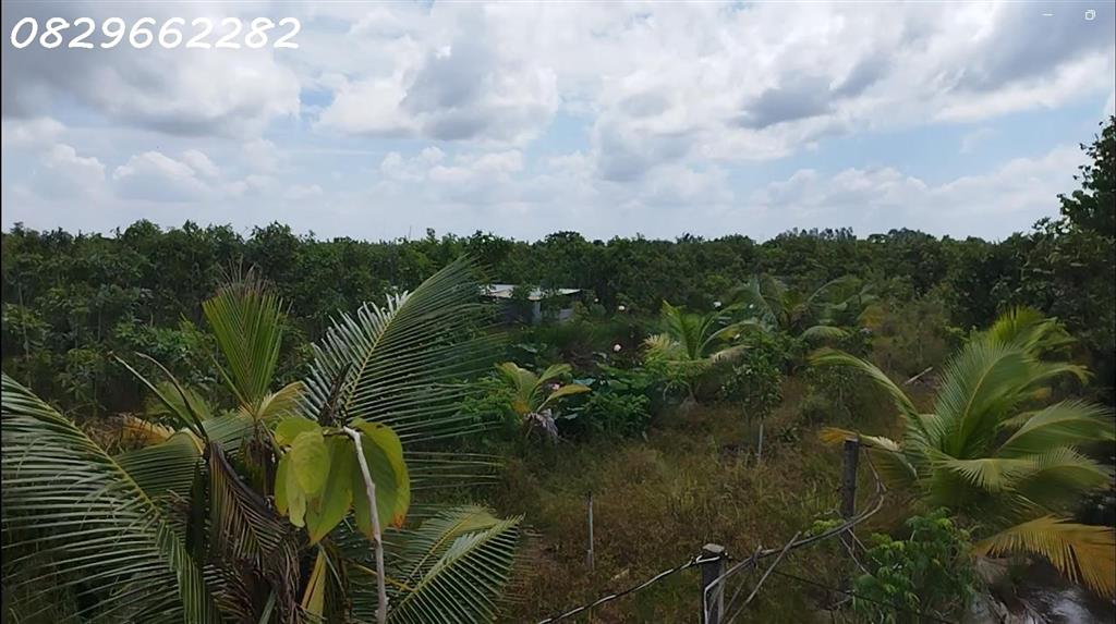 Bán Đất Vườn Cây Ăn Trái 4.4ha Lai Vung, Đồng Tháp - Hòa Long - Hộ Bà Nương. Sổ hồng.