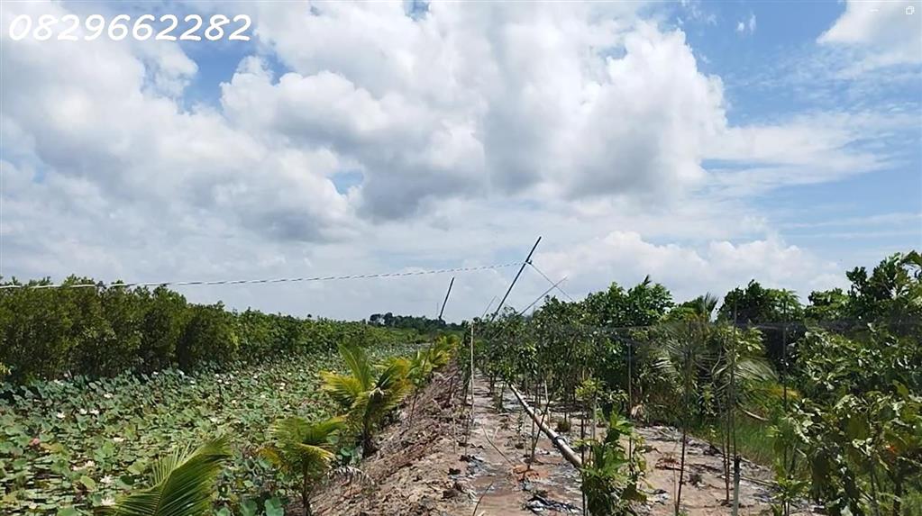 Bán Đất Vườn Cây Ăn Trái 4.4ha Lai Vung, Đồng Tháp - Hòa Long - Hộ Bà Nương. Sổ hồng.