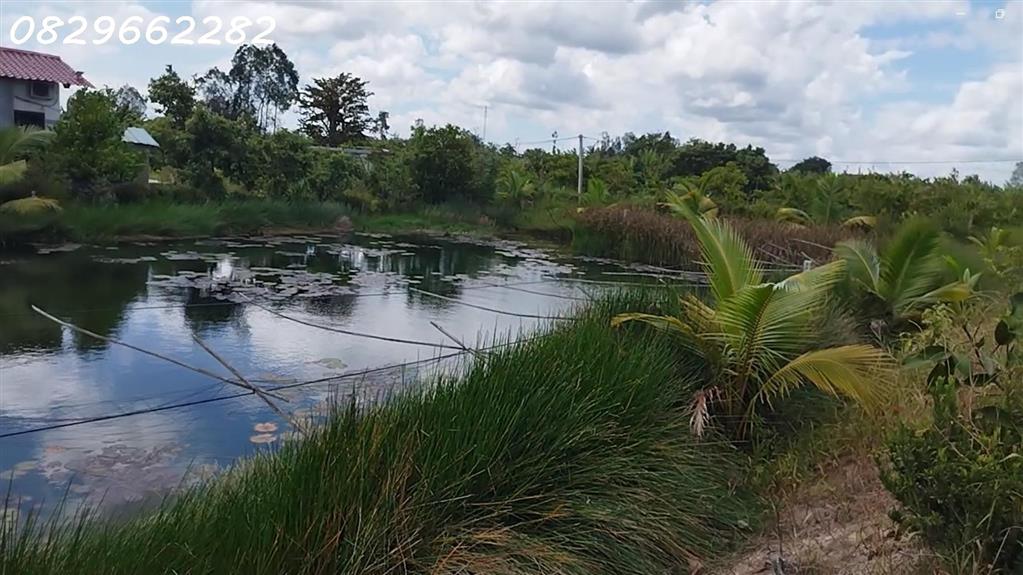 Bán Đất Vườn Cây Ăn Trái 4.4ha Lai Vung, Đồng Tháp - Hòa Long - Hộ Bà Nương. Sổ hồng.