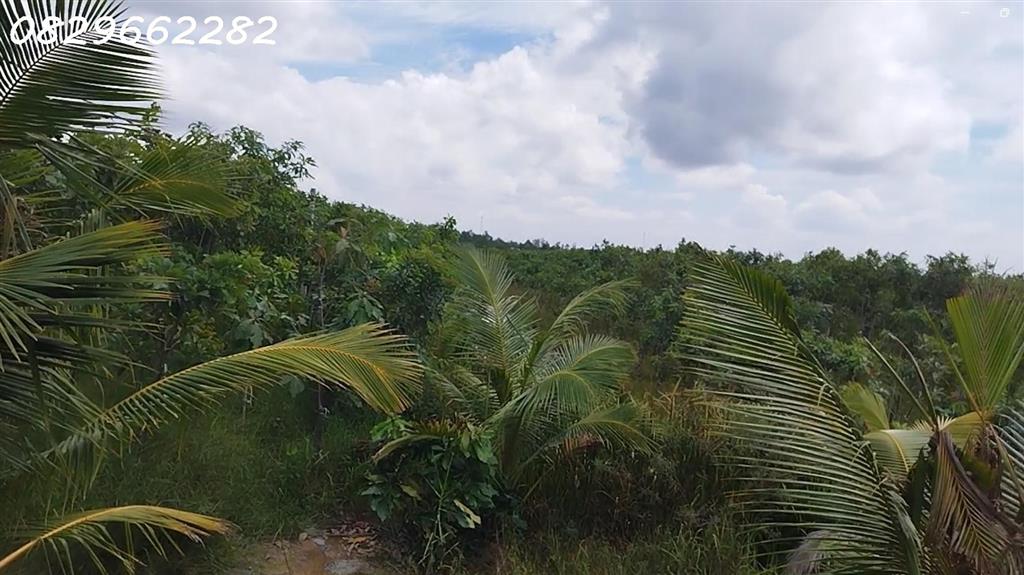 Bán Đất Vườn Cây Ăn Trái 4.4ha Lai Vung, Đồng Tháp - Hòa Long - Hộ Bà Nương. Sổ hồng.