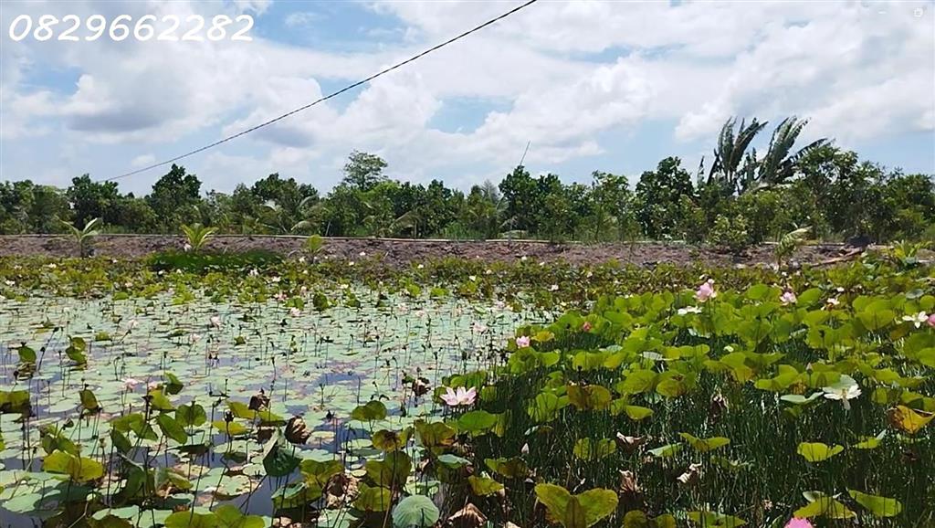 Bán Đất Vườn Cây Ăn Trái 4.4ha Lai Vung, Đồng Tháp - Hòa Long - Hộ Bà Nương. Sổ hồng.