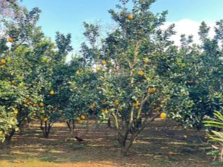 Tìm đâu ra đất full thổ cư, mặt tiền 22m, lưng tựa núi giá chỉ hơn 1tỷ. tại yên thủy, hoà bình