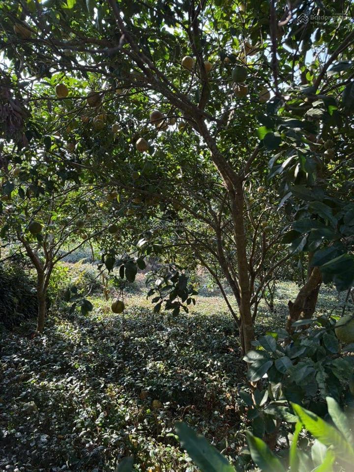 Lô đất nhà vườn hiếm bám suối gần ga metro