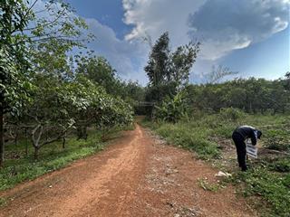 Bán đất xã thống nhất, bù đăng, bình phước, 250 triệu, 1200m2 đất trồng cây, giá ưu đãi lại còn tl