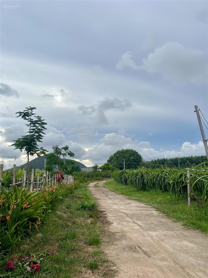 Bán đất chính chủ ngay khu dinh thầy thím (lâm đồng) diện tích 12.000m2