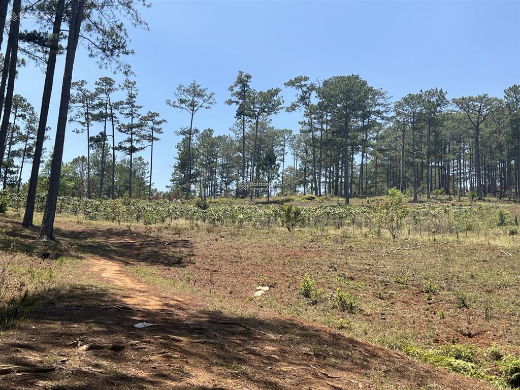 Bán đất tại đạ nhim, lạc dương, lâm đồng, 3 tỷ, 5300m2, giá ưu đãi chính chủ