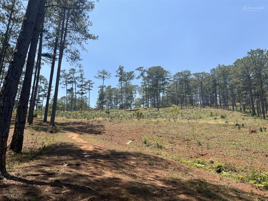 Bán đất tại đạ nhim, lạc dương, lâm đồng, 3 tỷ, 5300m2, giá ưu đãi chính chủ