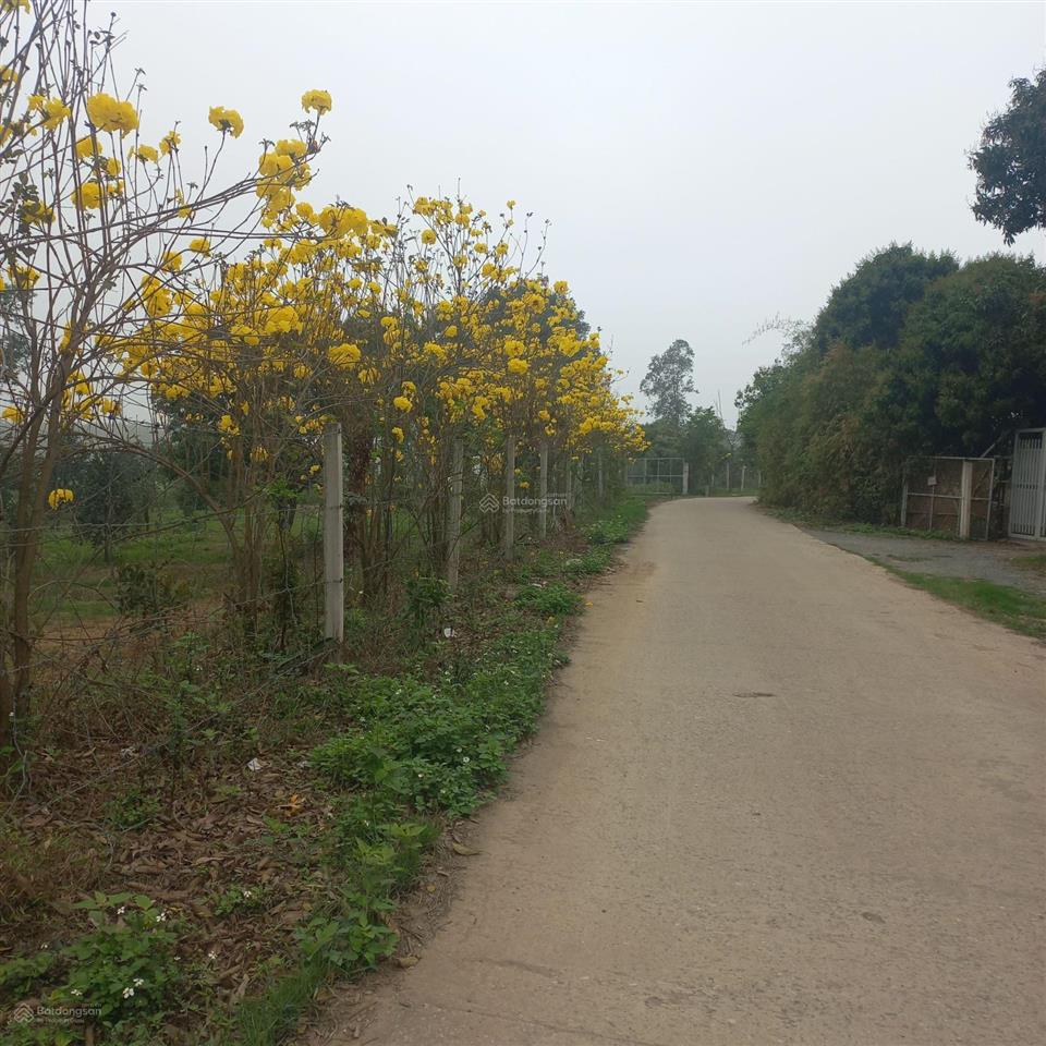 Đất nghỉ dưỡng giáp đại học quốc gia và khu cnc hòa lạc, đường đẹp, giá tốt