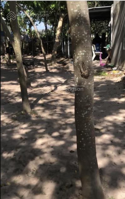 Bán vườn sưa đỏ 1000 gốc 9 năm tại quốc lộ 1a, hồng sơn, hàm thuận bắc, bình thuận, 4 tỷ, 8600m2