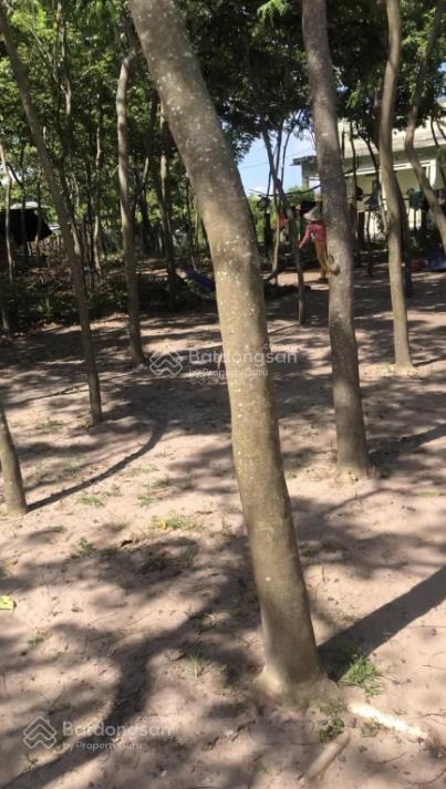 Bán vườn sưa đỏ 1000 gốc 9 năm tại quốc lộ 1a, hồng sơn, hàm thuận bắc, bình thuận, 4 tỷ, 8600m2