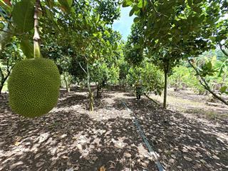 Chính chủ hơn 1,1 mẫu đất cây ăn trái cách bà rịa 18km. tại phước tân  xuyên mộc  bà rịa vũng tàu