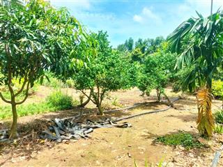 Bán vườn trái cây gần biển hồ tràm  bà rịa vũng tàu. chỉ 940 triệu/ xào