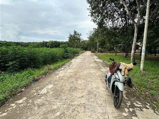 Chính chủ cần bán gấp lô đất giá công nhân ngay xã minh lập, chơn thành, bình phước
