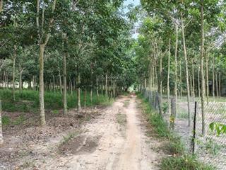 Chính chủ cần bán gấp lô đất giá đầu tư ngay xã minh thạnh, dầu tiếng, bình dương