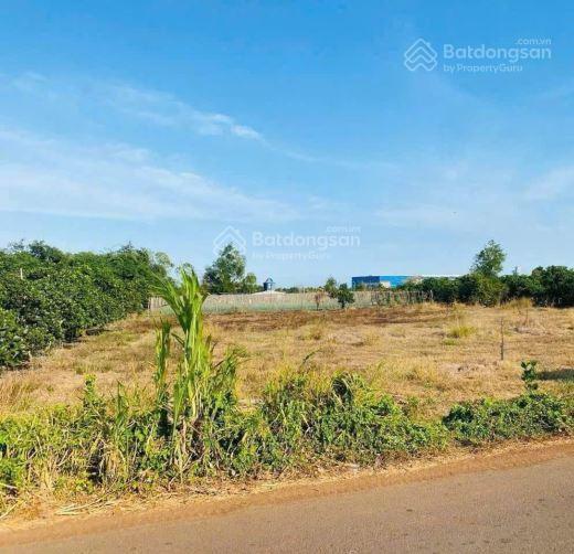 *** 1.350m2 (ont). đất phủ hồng toàn bộ. sát kcn đá bạc, châu đức, bà rịa vũng tàu