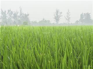 Bán đất lúa xã bình chánh huyện bình chánh phù hợp đầu tư sinh lời hoặc làm nhà vườn