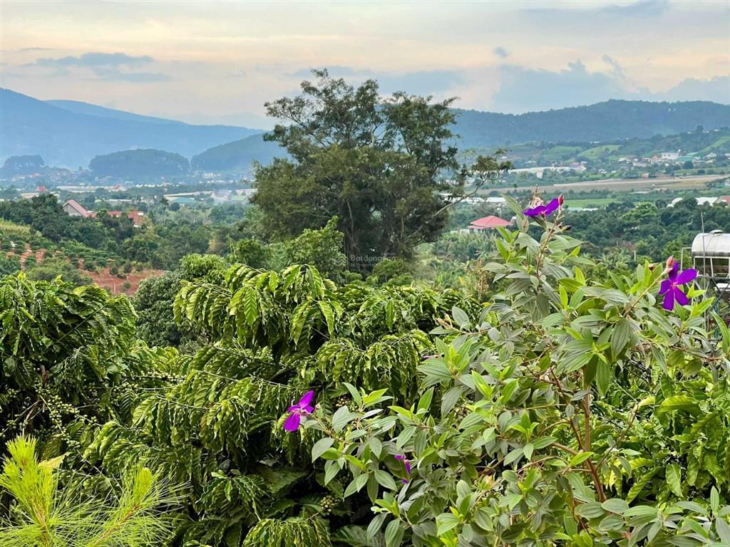 Ven đà lạt bán 354m2 đất ở đô thị, sẵn nguồn thu cafe