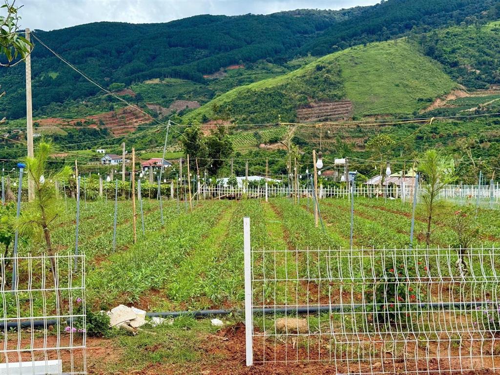 Sở hữu lô đất săn mây ven đà lạt, giá chỉ 540 triệu sẵn sổ sẵn thổ cư